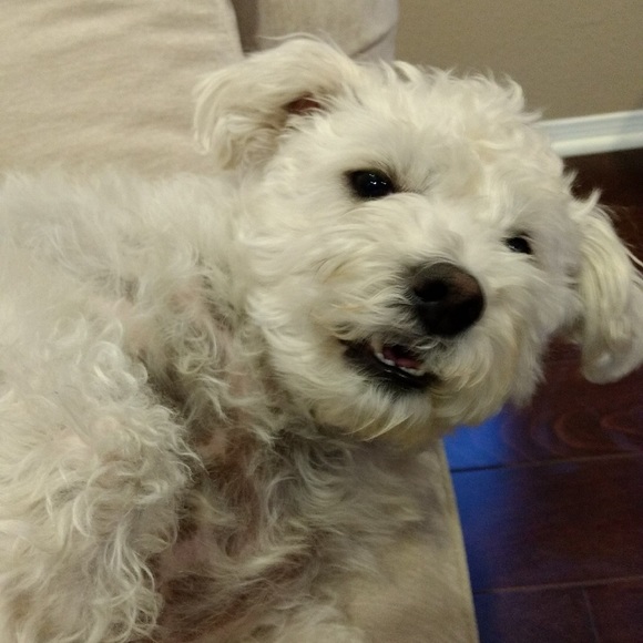 Meet your Posher, Gabriela - Picture 1 of 1